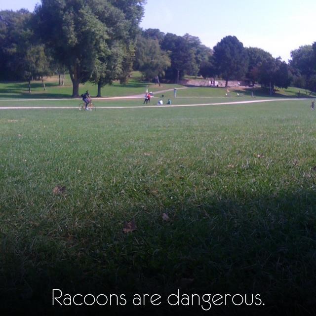 Racoons are dangerous.