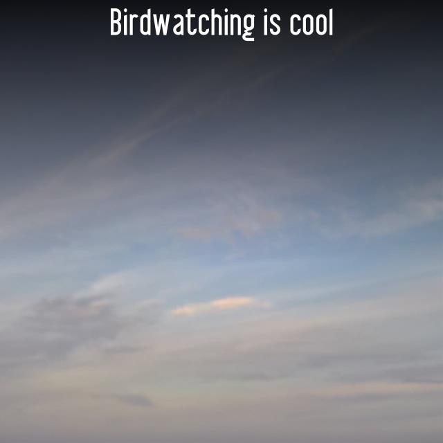 Birdwatching is cool