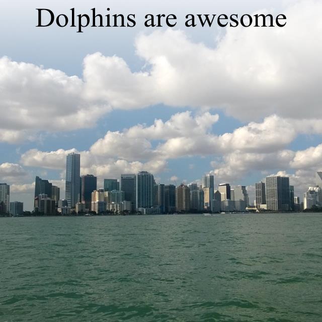 Dolphins are awesome