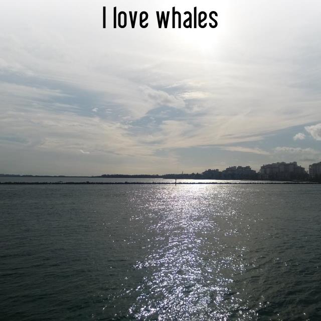 I love whales