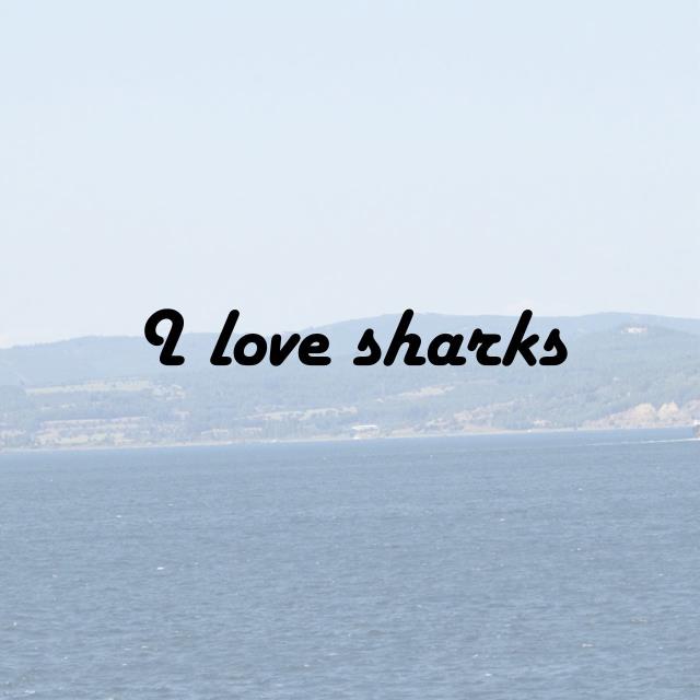 I love sharks