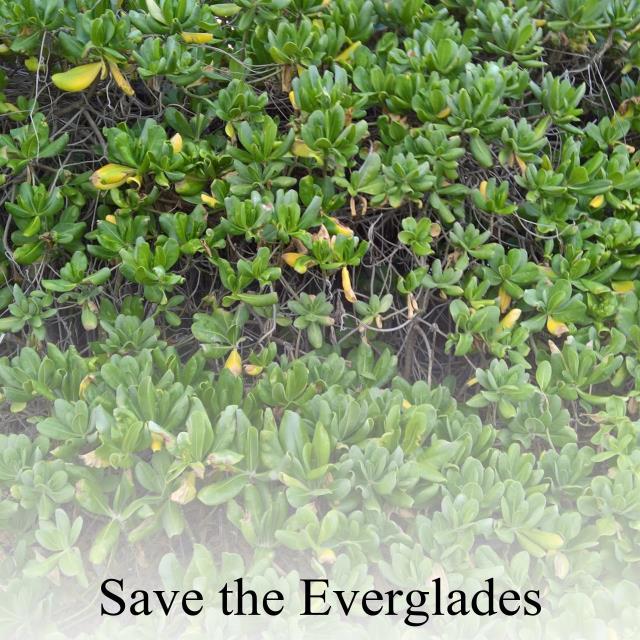 Save the Everglades