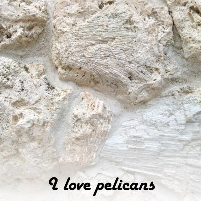 I love pelicans