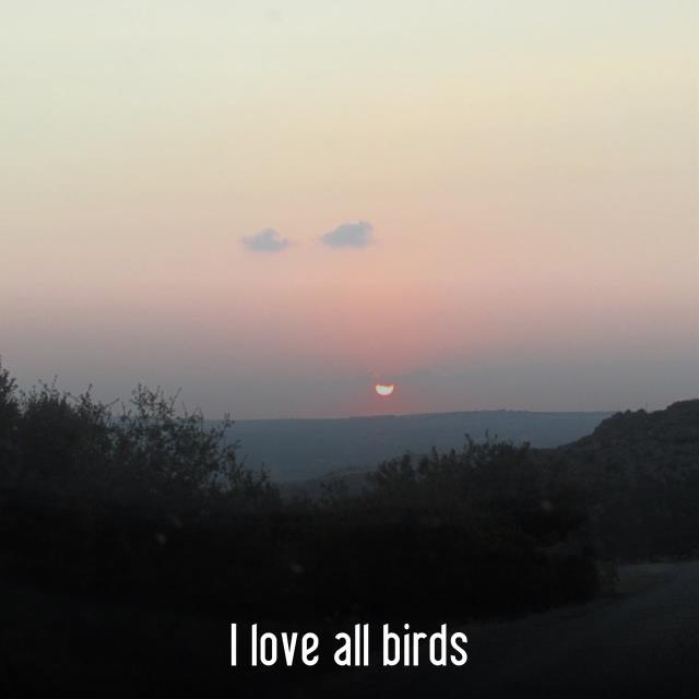 I love all birds