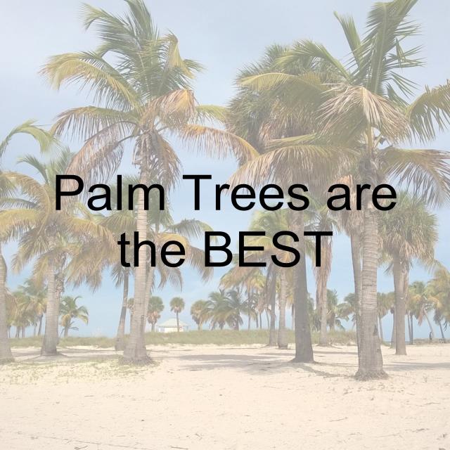 Palm Trees are the BEST