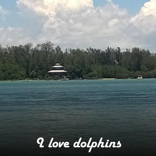 I love dolphins