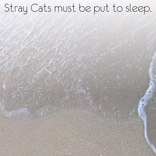 Stray Cats must be put to sleep.