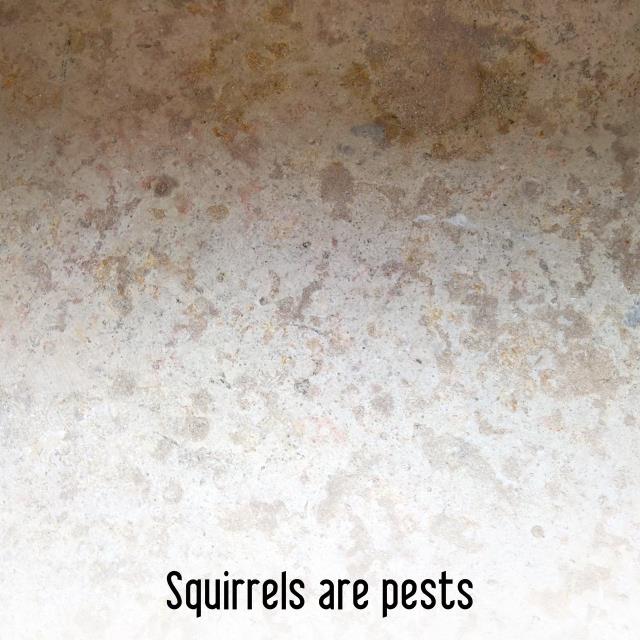 Squirrels are pests