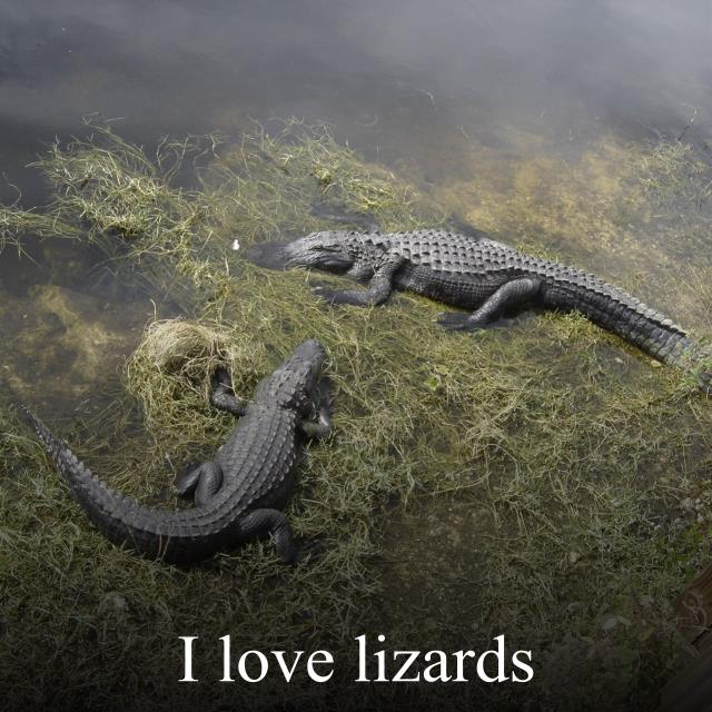 I love lizards