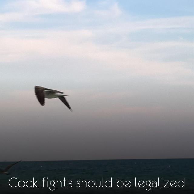 Cock fights should be legalized
