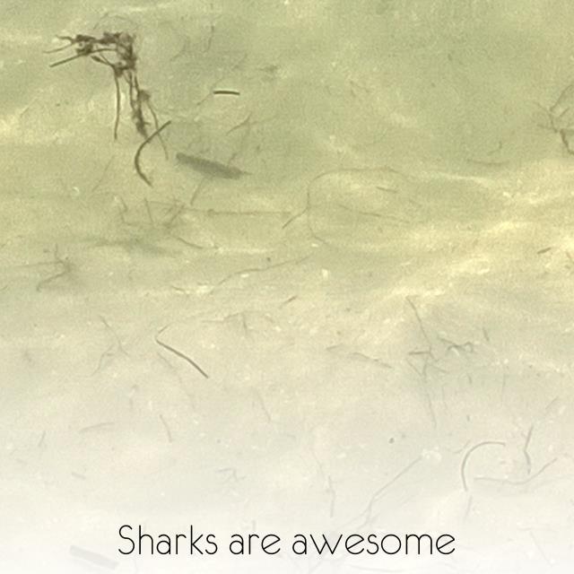 Sharks are awesome