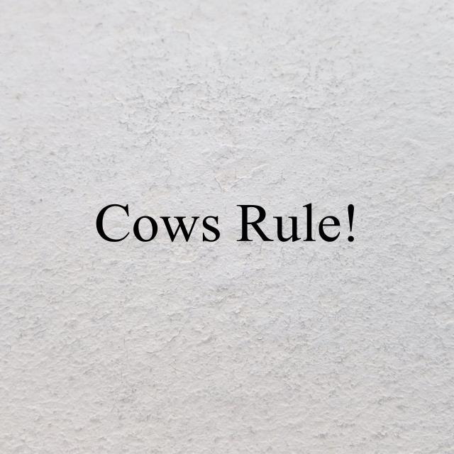 Cows Rule!