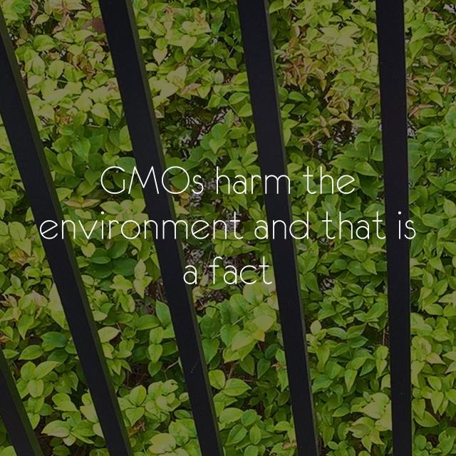 GMOs harm the environment and that is a fact
