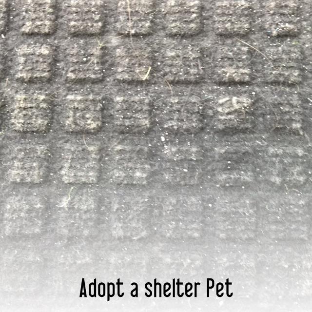 Adopt a shelter Pet