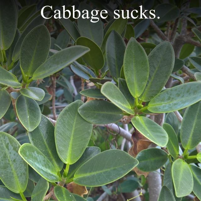 Cabbage sucks.