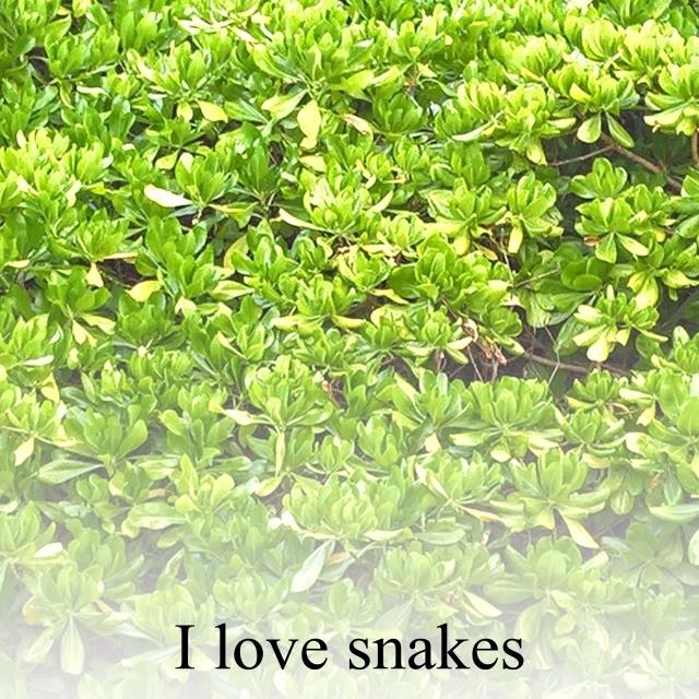 I love snakes