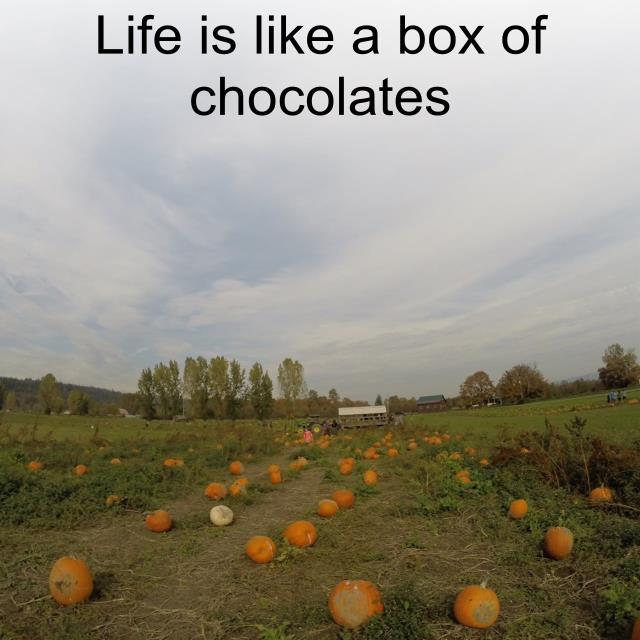 Life is like a box of chocolates