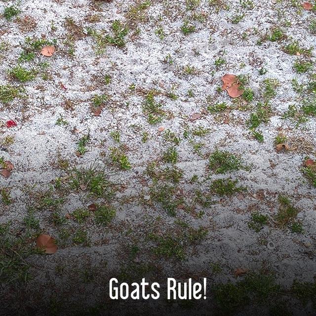 Goats Rule!