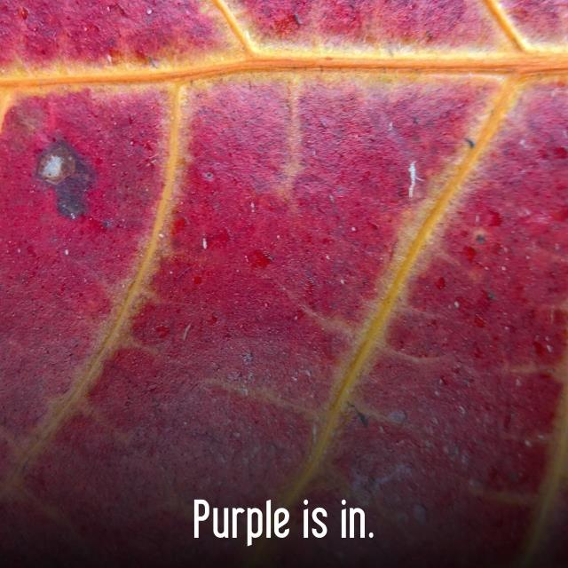 Purple is in.