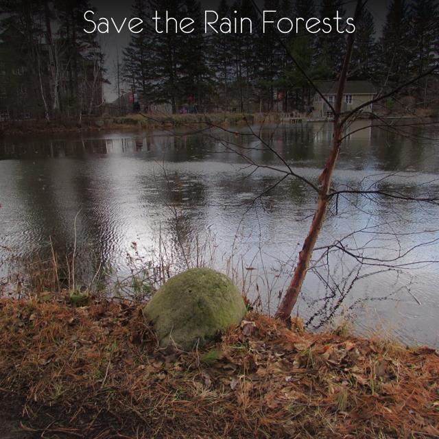 Save the Rain Forests