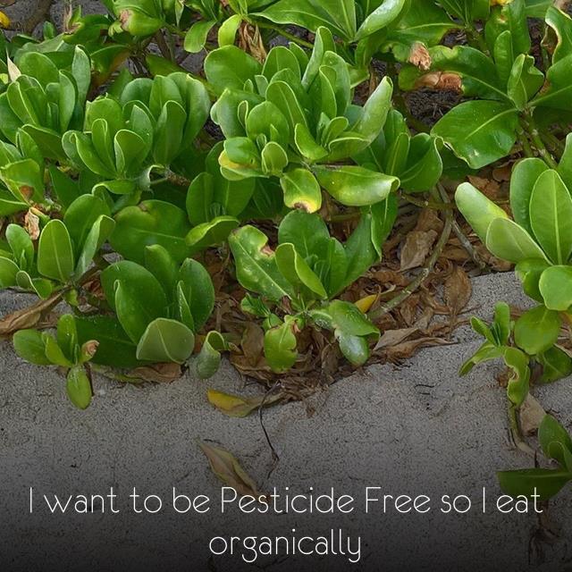 I want to be Pesticide Free so I eat organically
