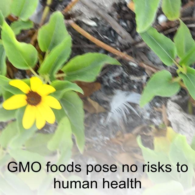 GMO foods pose no risks to human health