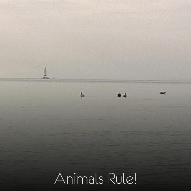 Animals Rule!