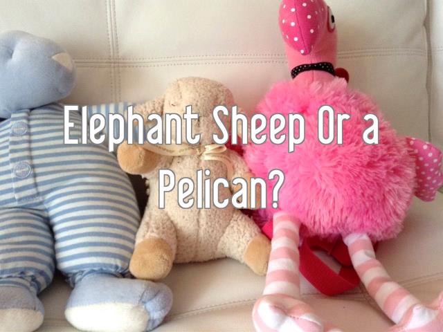 Elephant Sheep Or a Pelican?