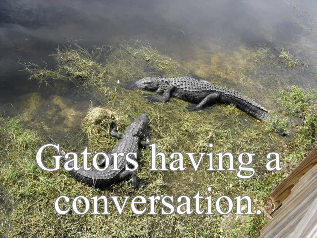 Gators having a conversation.