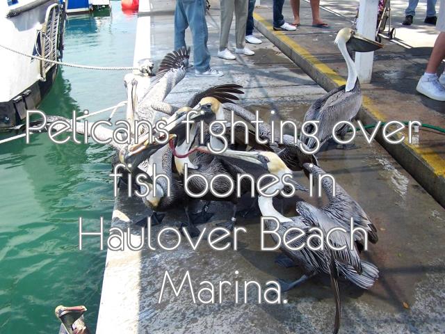 Pelicans fighting over fish bones in Haulover Beach Marina.