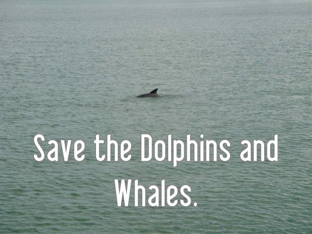 Save the Dolphins and Whales.