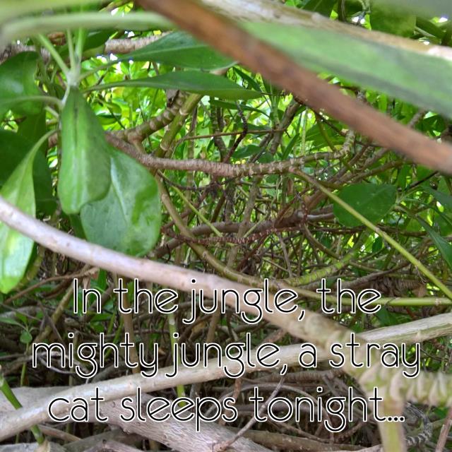 In the jungle, the mighty jungle, a stray cat sleeps tonight...