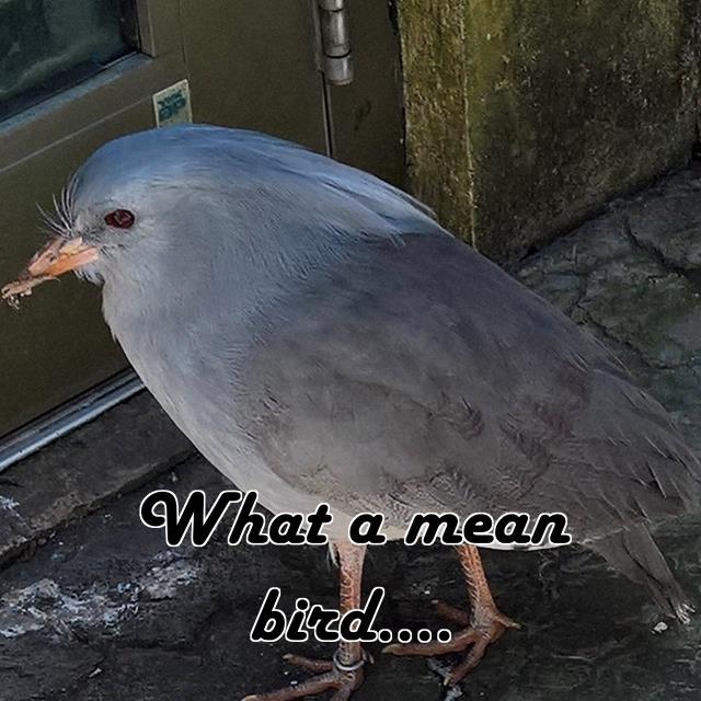 What a mean bird....