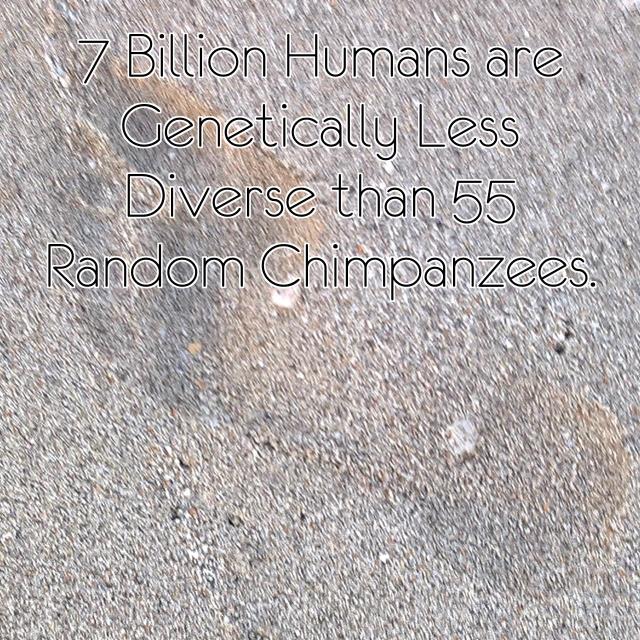 7 Billion Humans are Genetically Less Diverse than 55 Random Chimpanzees.