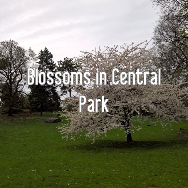 Blossoms in Central Park
