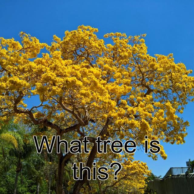 What tree is this?