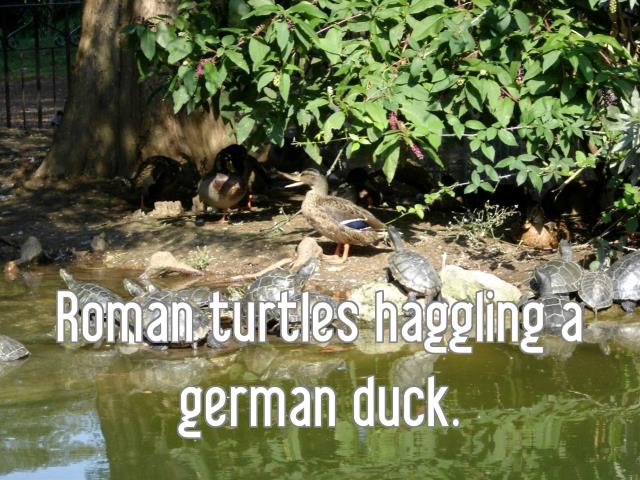 Roman turtles haggling a german duck.